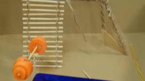 Смотрите наш канал про хомячков Хомки Life || С нами интересно! :)