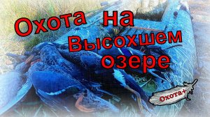Охота на высохшем озере, осень 2023 использую чоки джемени 0,76 и 0,38, ружье импала плюс