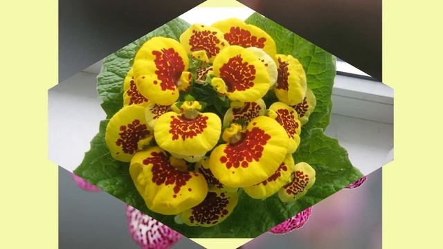 Кальцеолярия