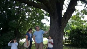 Dwustuletni jarząb domowy (Sorbus domestica) koło Budapesztu