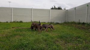 Как научить собаку гавкать