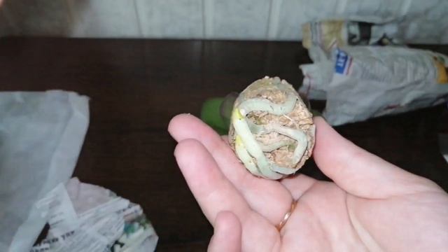 Обзор двух прекрасных орхидеек. Мои новиночки! смотреть онлайн