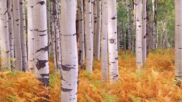 ПОСЛЕДНЯЯ ДЕКАДА СЕНТЯБРЯ смотреть онлайн