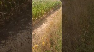 Зверобой:как выглядит, где растет,как собирать..