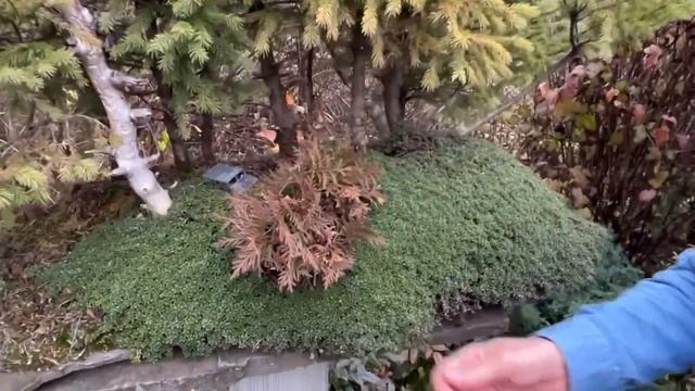 Чем украсить грунт бонсай? смотреть онлайн