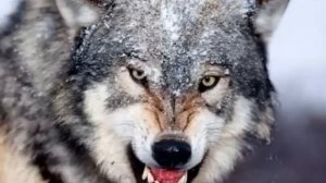 Manowar - Spirit Horse Of The Cherokee (& Wolf sounds)