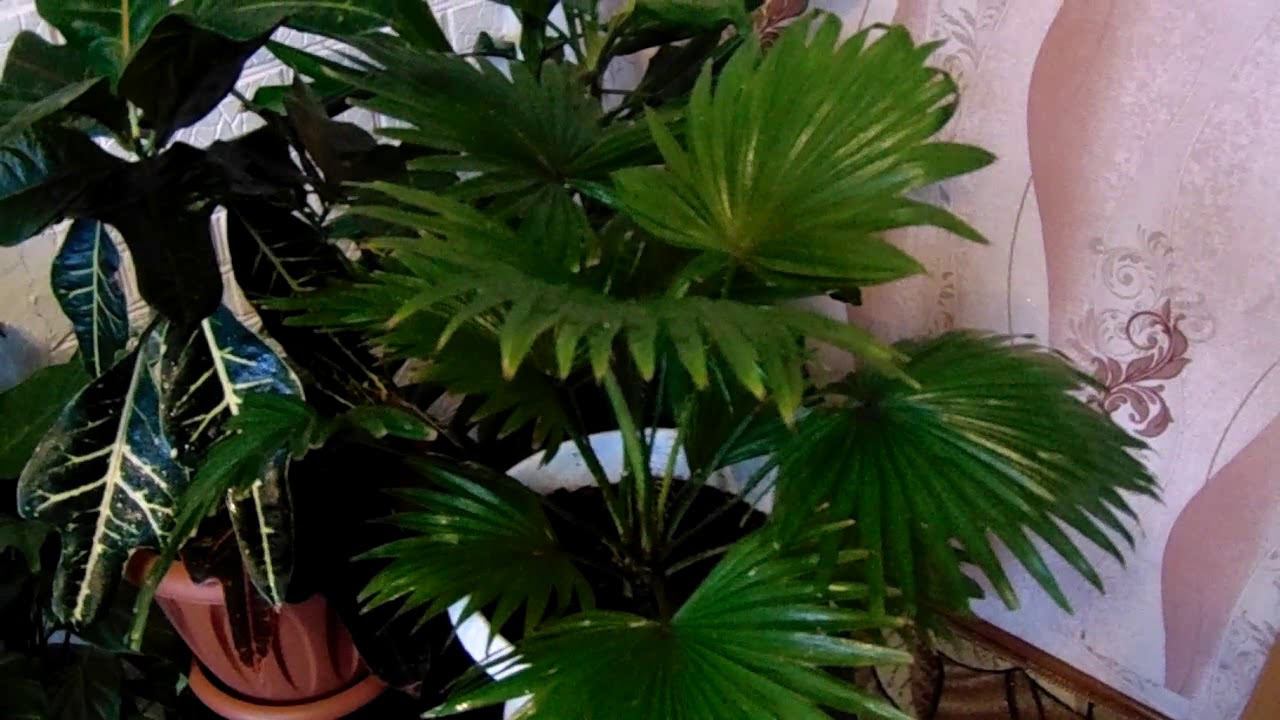 Выращивание и уход в домашних условиях за пальмой Ливистона с веерообразной формой листа