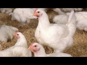 Почему бройлеры не растут//Вес Кобб 500 в месяц.