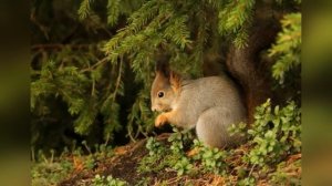 ОЧЕНЬ КРАСИВЫЙ ВАЛЬС Дмитрия Шостаковича (вальс номер 2- Русский вальс)