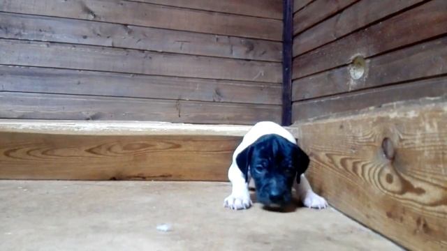 Зидан!) Очень скромный парень не любит рисоваться на камеру. смотреть онлайн