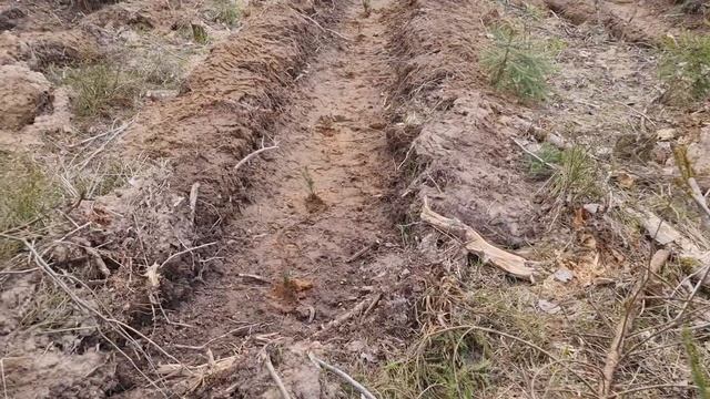 ЛЕСОПОСАДКИ 2022 .Как мы сажали лес. #зелёнаяведьма #лес
