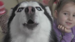 Сибирская Хаски Фрэнк поёт Siberian Husky sings Frank