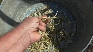 Опыт выращивания замечательного растения пажитника, извлекаю семена.