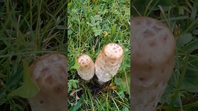 Pilze Tintlinge * Mushrooms * Грибы