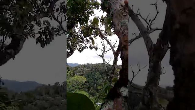 Cattleya schilleriana смотреть онлайн