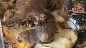 Гигантский лесной таракан (Blaberus giganteus)