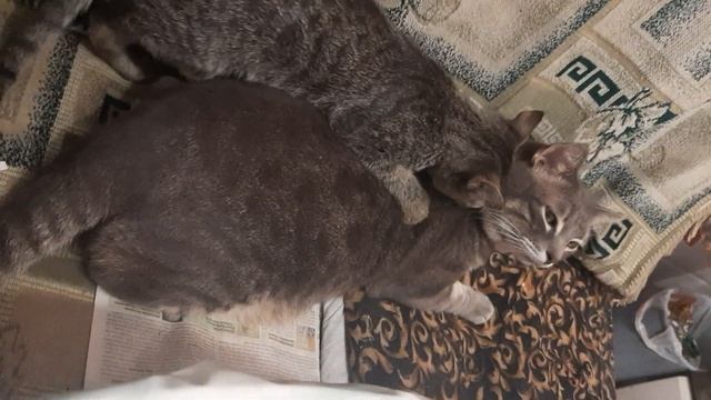 Кот делает массаж коту. Ржака смотреть всем и Подписываться!!! смотреть онлайн