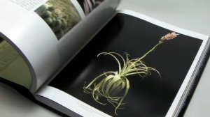 Tillandsia Ⅱ- Contents - Flower Shop Eguchi