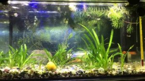 Знакомство. Гуппи Голубой неон, Данио ГЛО. #Эпизод 1