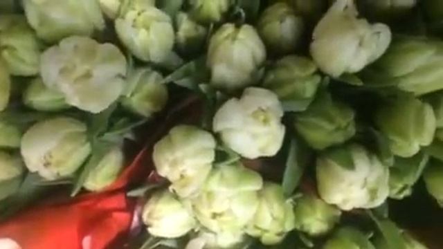 Тюльпаны Tulipa Triumf Grp enkel 'Fun for Two' в Минске смотреть онлайн