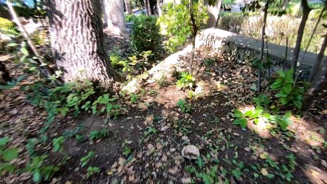 Поездка в дворцово парковый комплекс Дюльбер