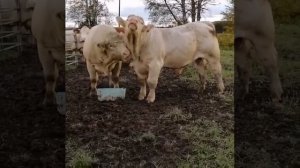 Быки Порода Шароле?