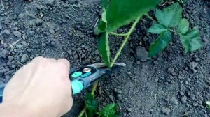 Обрезка Ежевики летом. Как и зачем.