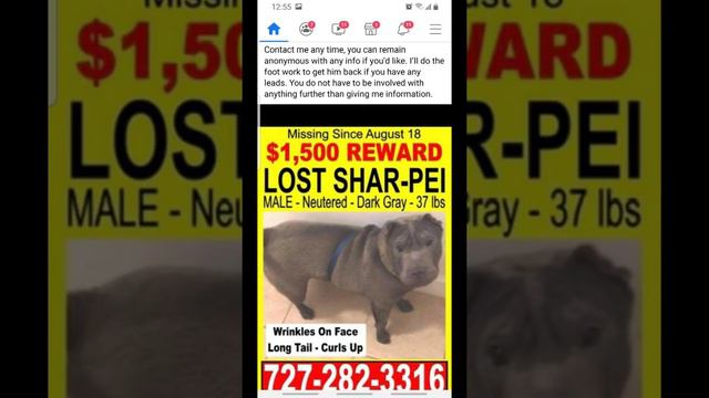 Lost Dog