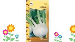 Фенхель . Краткий обзор: Фенхель описание характеристик, где купить семена