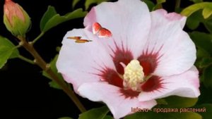 Гибискус сирийский Матильда (matilda matilda) ? обзор: как сажать, саженцы гибискуса Матильда