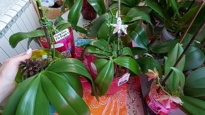 Кто такой Tetraspis и с чем его едят ?     сорта орхидей