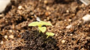 Павловния ПаоТонг: первая пикировка.Тара, грунт,инструмент, особенности корневой системы,микроклима