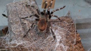 Мои правила по спариванию птицеедов. Nhandu chromatus