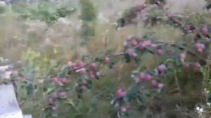 Яблоко "Спартан" (ненормированное) 17.08.2018