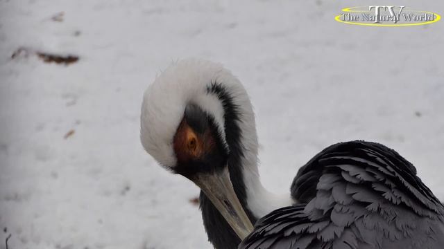 Серые журавли Grus grus Журавль крупным планом.#Серые #журавли #Grus_grus #Журавль #крупным #планом