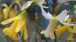 Нарциссы цикламеновидные | Narcissus Cyclamineus