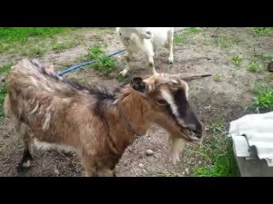 Ностальгия по козам.