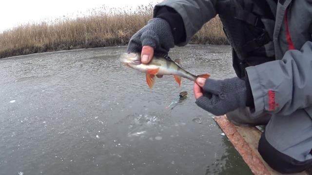 Первый лёд 2021! Открытие сезона. Сразу попал на окуня! смотреть онлайн