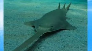 Обитатели морских глубин