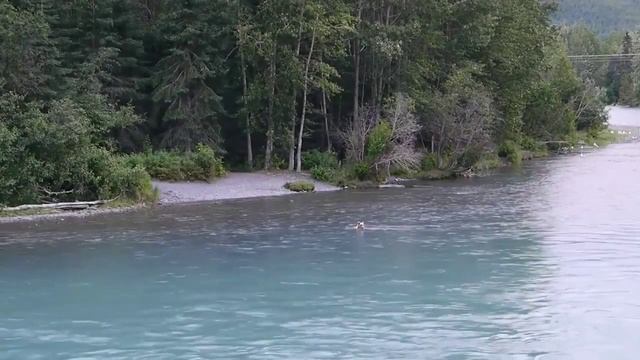 Бурый медведь на рыбалке смотреть онлайн