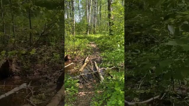? #джекрасселтерьер #братьянашименьшие #животные