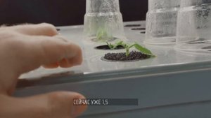 Субстрат аэропоника. Если нет разницы, зачем платить больше?