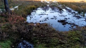 Обзор очередного озера Ленинградской области.