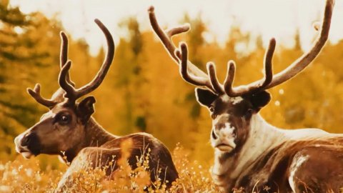 Ямал – уникальный и самобытный | Это Ямал!