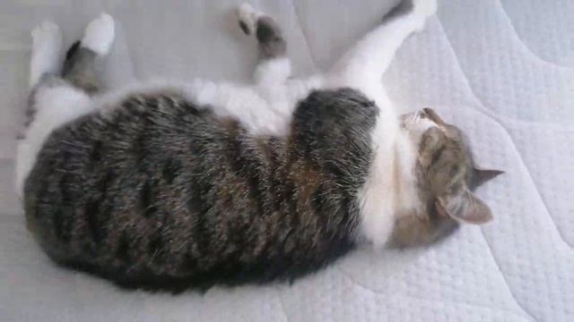 #выходной #уборкаквартиры #готовлю #пицца #щи #пирог #рыбалка #река #лес#лисички смотреть онлайн