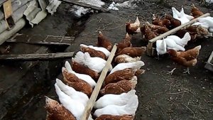 Куры.#7. Обзор куриного хозяйства.