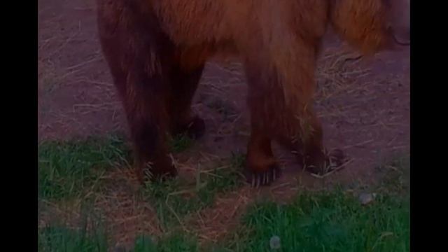 Мой разгон облаков и медведей на Камчатке в 2013 смотреть онлайн