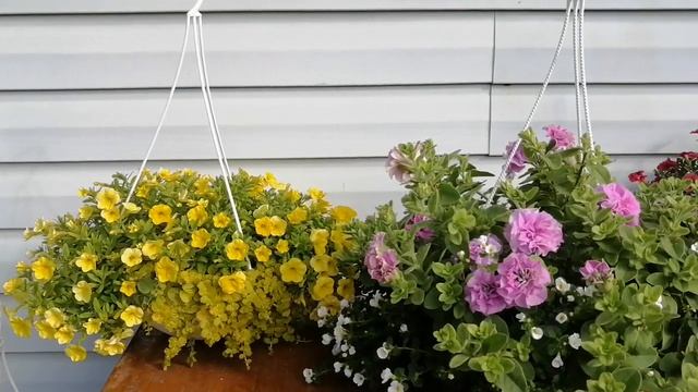 Петуния вегетативная - Сугар Канди, лучшая, махровая петуния!!! смотреть онлайн