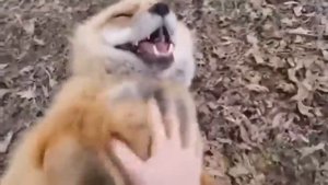 ЛИС СМЕЁТСЯ🦊🤣🤣🤣🤣🤣