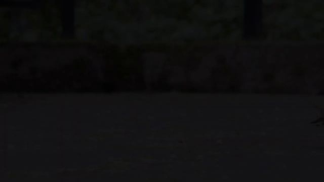 Ручные и доверчивые птицы Тисо-самшитовой рощи | Кавказский заповедник, Сочи